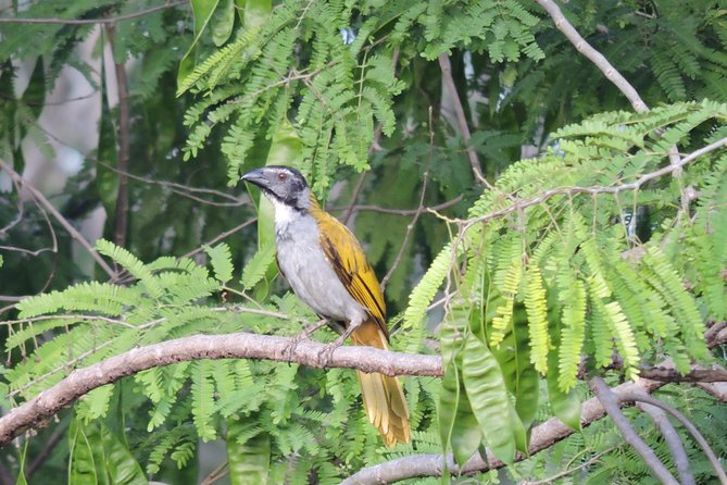 Birdwatching Playa Del Carmen - Photographic Opportunities
