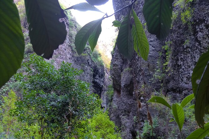 Black Caves, Jungles, Waterfalls - Visit the Secret Tenerife ! - Hiking Through the Jungles
