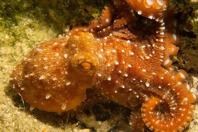 Boat Trip With Guided Snorkeling and Scuba Diving in Chania - Snorkeling and Diving