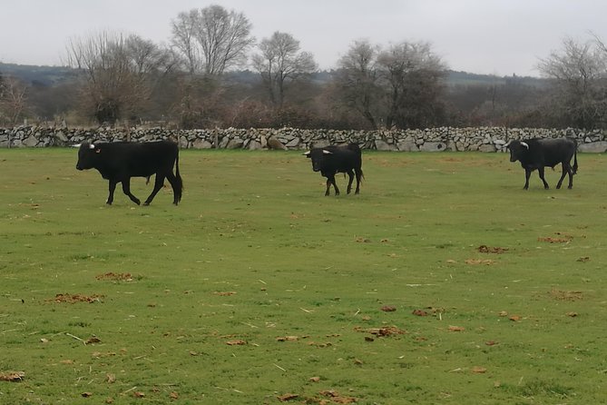 Bull Breeding Farm: Guided Half-Day Tour From Seville - Andalusian Countryside Tour