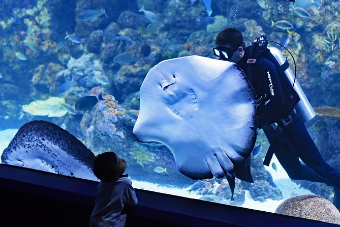 Burj Khalifa, Dubai Aquarium & UWZ With Penguin Cove Tickets - Penguin Cove Attraction