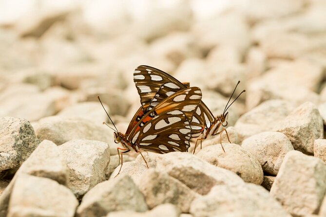 Butterfly Sanctuary Guided Tour in Puerto Vallarta - Group Size and Pricing