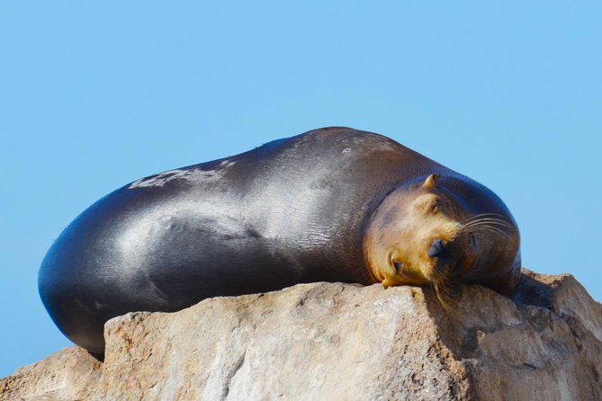 Cabo Private Whale Watching Tour - Incl FREE Photos & Whale Sightings Guarantee - Whale Watching Highlights