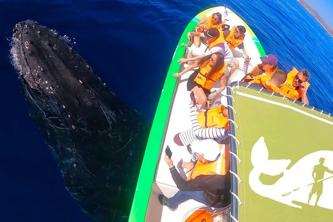 Cabo San Lucas Whale Watching Tour With Photos Included - Communication and Rescheduling