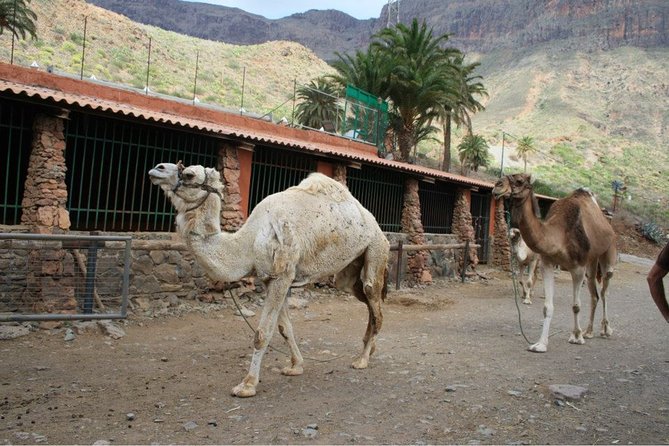 Camel Ride in Fataga With Tapas and Drinks - Whats Included in the Experience