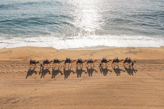 Camel Riding Experience on the Shores of the Pacific Ocean - Pricing and Value