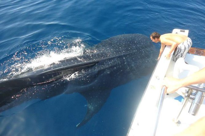Cancun Whale Shark Tour With Transportation - Booking and Cancellation
