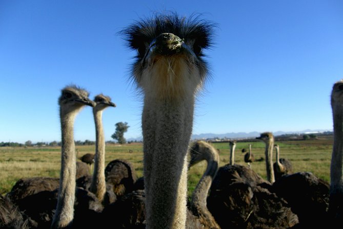 Cape of Good Hope, Cape Point & Penguins Private Afternoon Tour - Important Tour Information