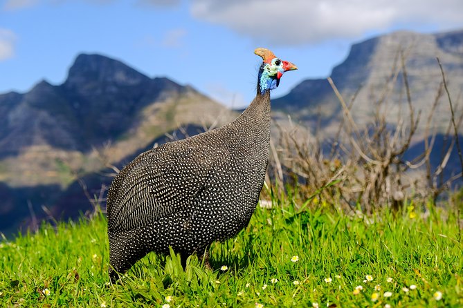 Cape Town Private Birding Tour - Traveler Experiences and Feedback