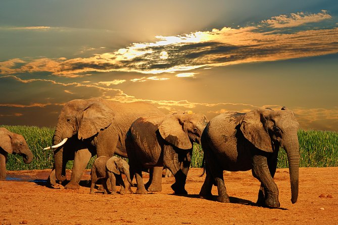 Cape Town - The Best of Aquila Safari Tour - Booking and Pricing Information