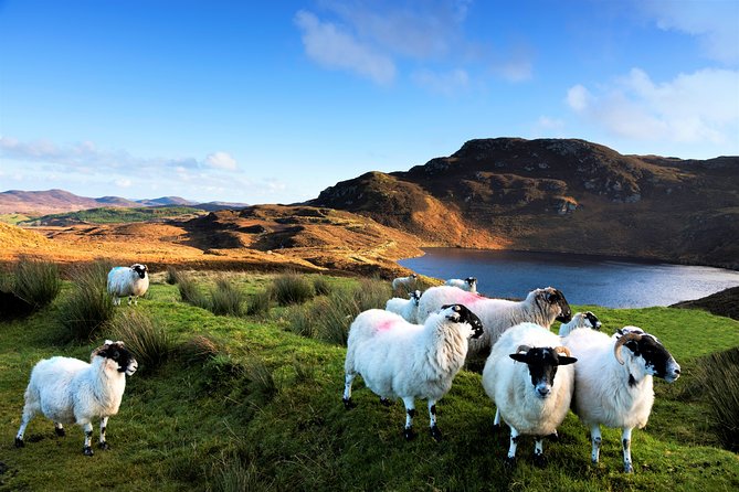 Castles of Connemara Tour Departing Galway. Private Guided. - Customer Reviews and Photos