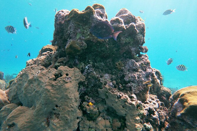 Catamaran Party Cruise With Snorkeling & BBQ - Cruise Itinerary and Schedule