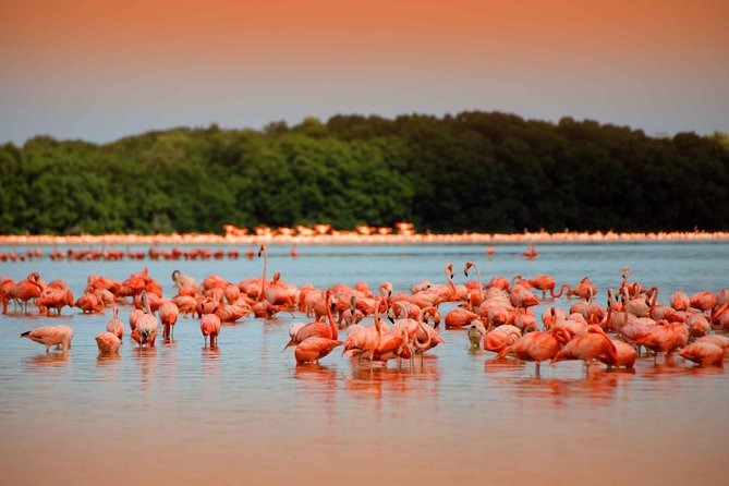 Celestun Biosphere Reserve Tour From Merida - Biosphere Reserve Location
