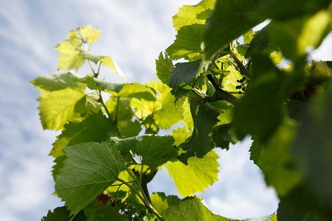 Champagne Lovers Full-Day Private Mercedes Tasting Tour  - Reims - Visiting Renowned Champagne Houses