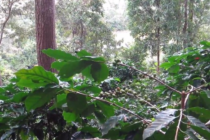 CHIANG MAI: Doi Inthanon-Trekking Pha Dok Seaw-Waterfall-Lunch - Pickup and Meeting Details
