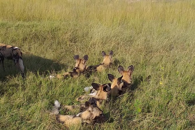 Chobe 3hr Game Drive - Traveler Reviews and Ratings