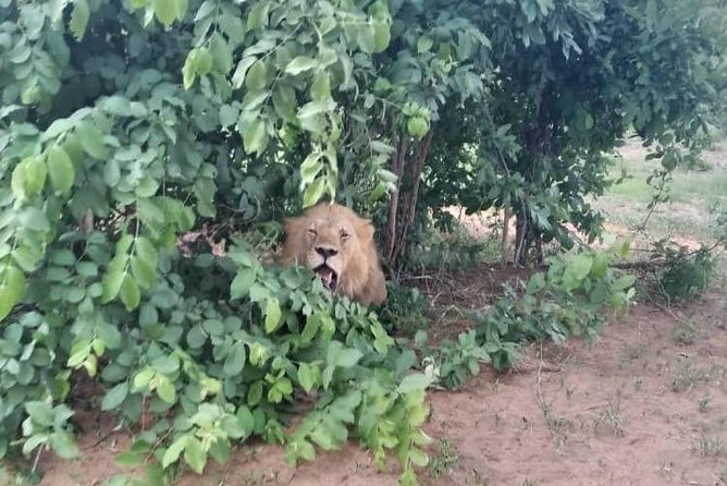 Chobe Day Trip - Tips for a Great Day Trip