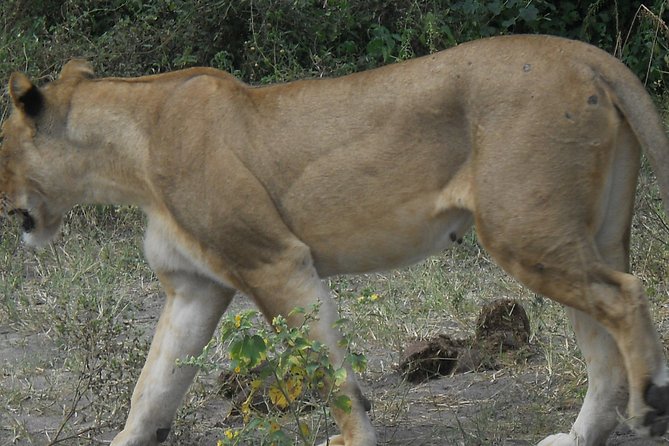 Chobe Full Day Safari Trip - Tips for a Successful Trip