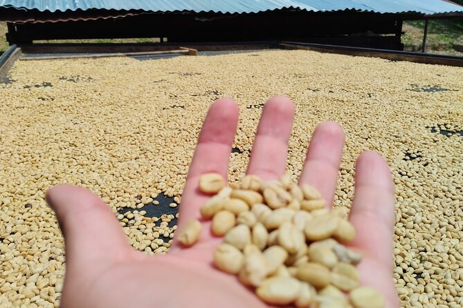Coffee Tour Medellin - Reviews