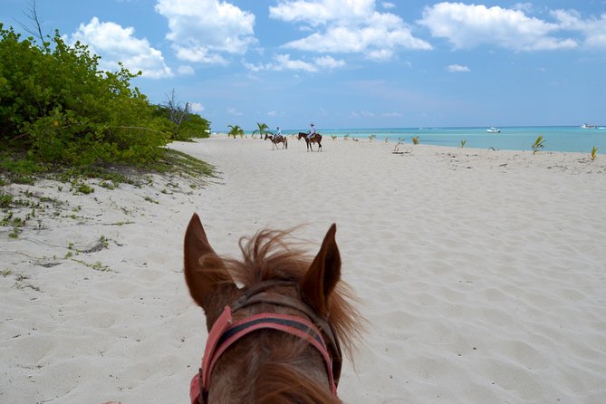 Cozumel Beach Horseback Riding Tour - Horse Treatment Concerns