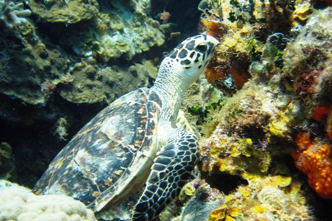 Cozumel Snorkeling Tour at Palancar & Colombia Reefs and El Cielo - Operational Notes