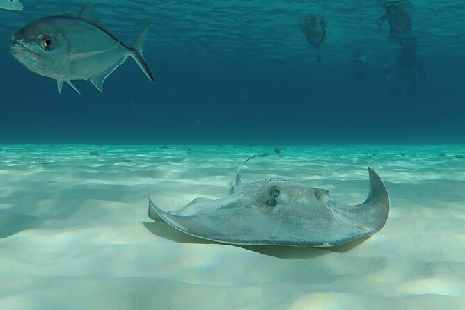Cozumel Snorkeling Tour: Palancar, Columbia and El Cielo Reefs - Snorkeling Gear and Safety