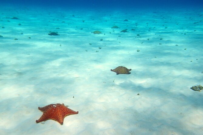 Cozumel Snorkeling Tour to Palancar Reef and El Cielo - Snorkeling in Shallow Waters