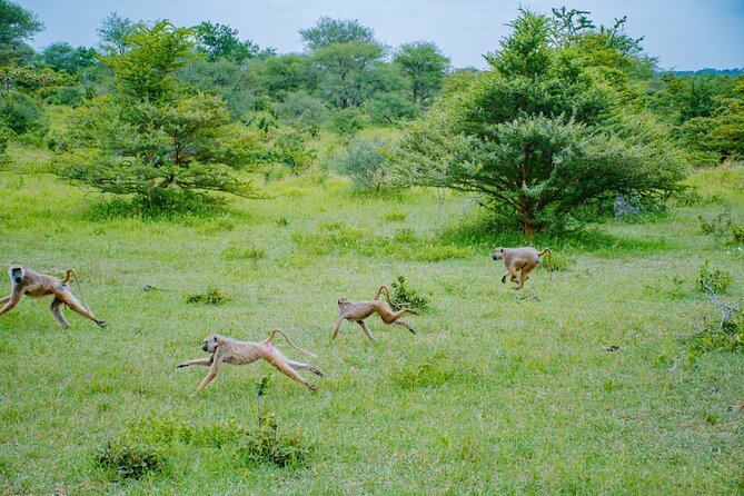Day Safari Tour to Mikumi National Park - Exploring Mikumi National Park