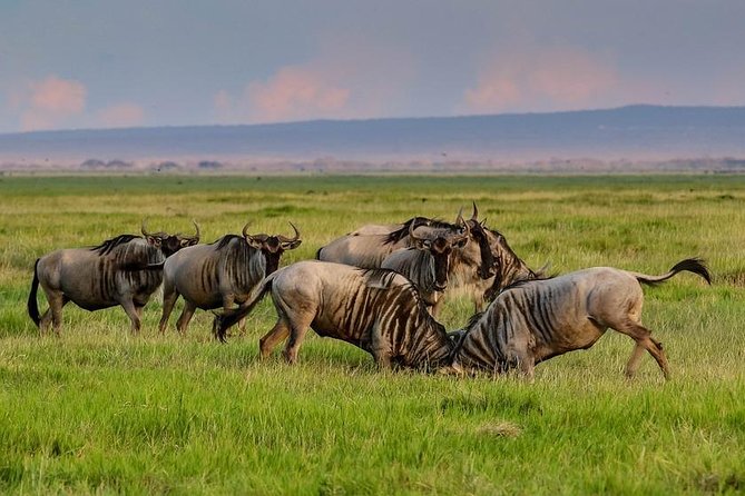 Day Tour To Amboseli National Park - Exceptional Traveler Experiences