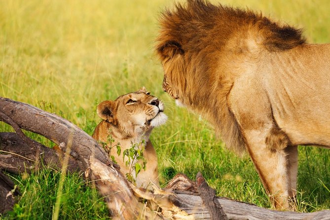 Day Tour to Amboseli National Park and Masai Village Tour - Cancellation Policy