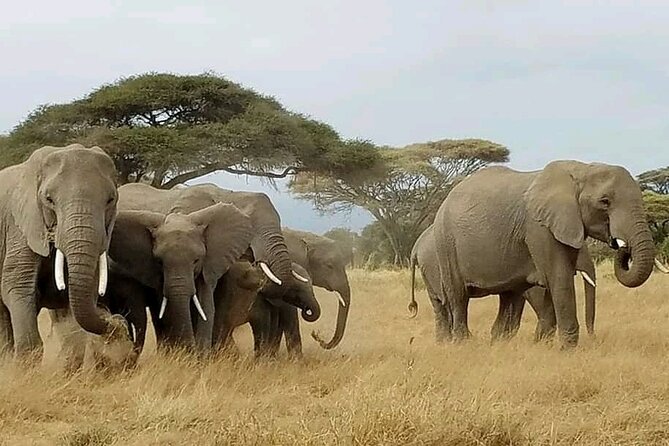 Day Tour to Amboseli National Park From Nairobi - Booking and Cancellation Policy