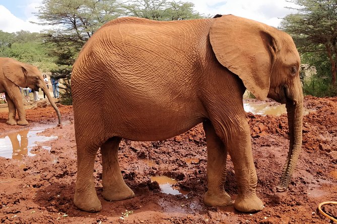 Day Tour to Giraffe Center and Karen Blixen Nairobi - Additional Park Fees and Recommendations