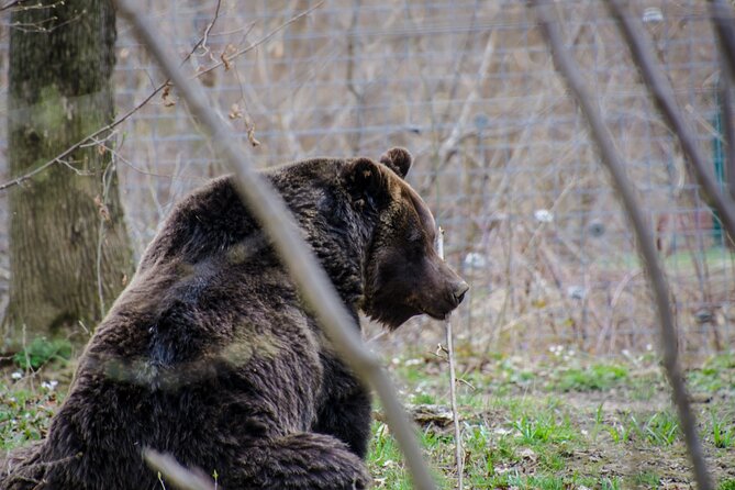 Day Trip Bear Sanctuary, Bran Castle, Rasnov Fortress From Brasov - Cancellation and Reviews