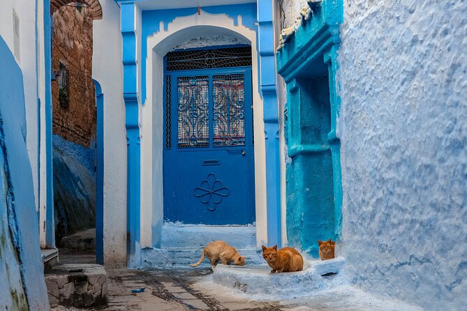 Day Trip From Fes to Chefchaouen - Guided Tour Highlights