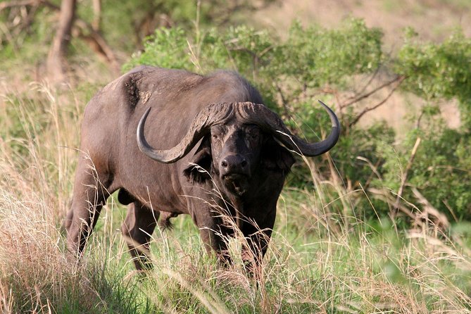 Day Trip - Hells Gate and Lake Naivasha From Nairobi - Reviews and Feedback