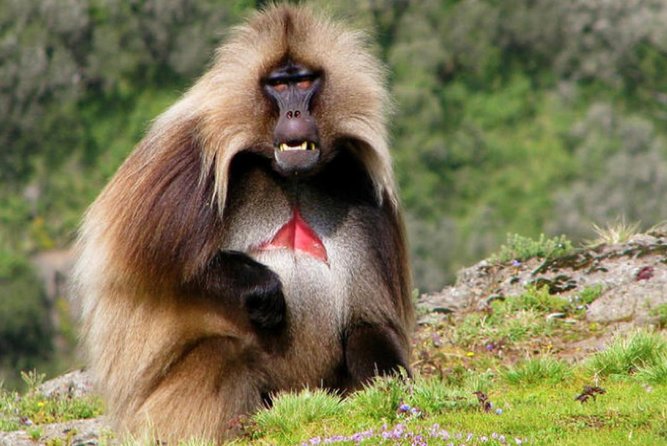 DAY TRIP TO Debre Libanos Monastery Cave Church Nature and Wildlife - Traveler Experiences and Reviews