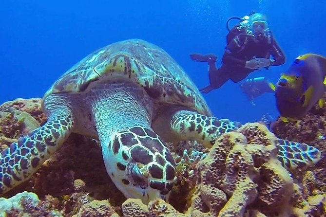 Discover Scuba Diving - Accessibility and Cancellation Policy