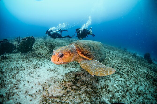 Discover Scuba Diving & Beach Club With Transportation in Riviera Maya - Diving Equipment and Gear