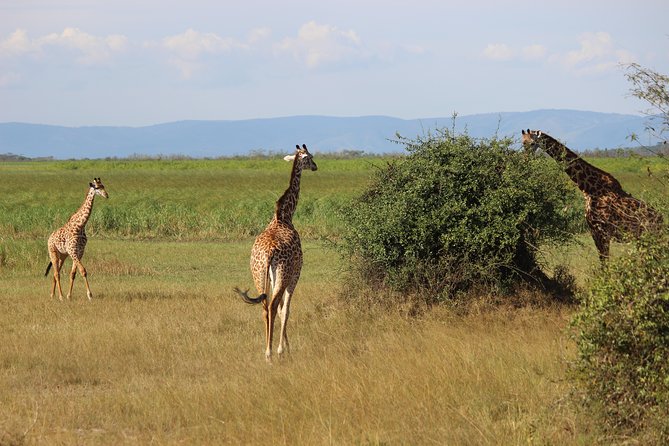 Discover the Beauty of Rwanda in 12Days - Hiking the Volcanoes National Park