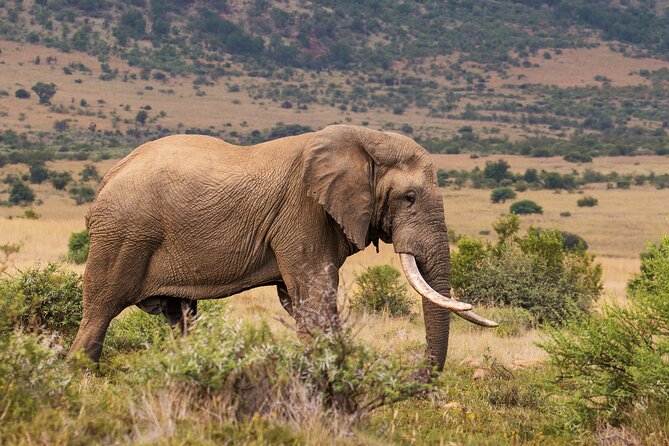Discover the Pilanesberg With a Personalized Full Day Safari - Guests Positive Feedback