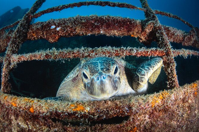 Dive in La Paz With Sea Lions, Turtles, Fish Schools and Wrecks - Marine Life Sightings