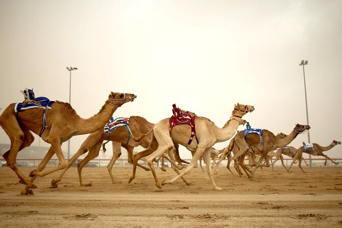 Doha : West Coast Tour on Zekreet Peninsula - Customer Reviews