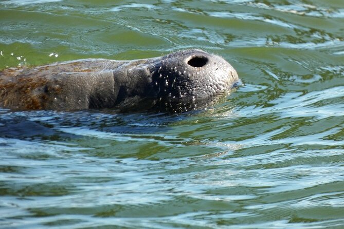 Dolphin and Manatee Clear Kayak or Paddleboard Island Hop Tour - Pricing Details