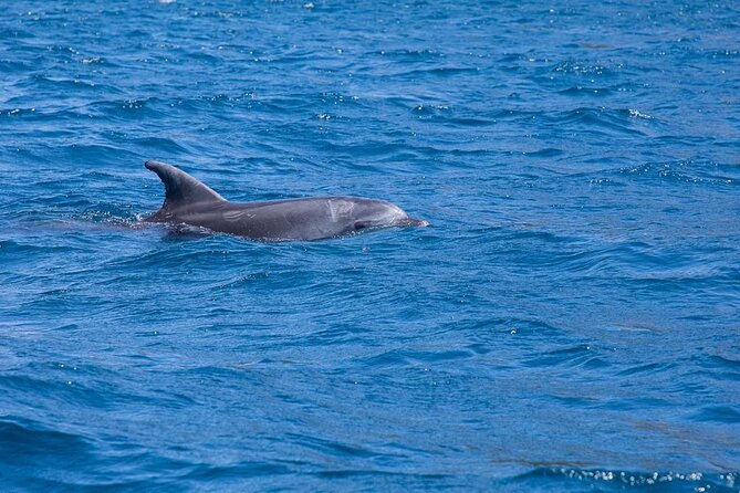 Dolphin Area Rib Boat Tour Small Group_ Guided Tour_Up 7 People - Reviews