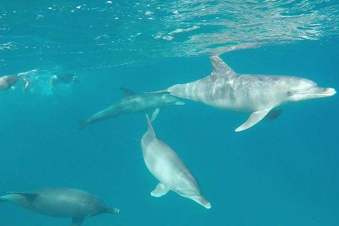 Dolphin Tour Banana Boat From Soma /Sahl Hasheesh/Makadi/Safaga - Recommended Preparation Tips