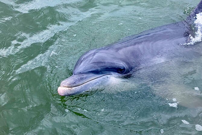 Dolphin Tour Hilton Head Island SC - Frequently Asked Questions