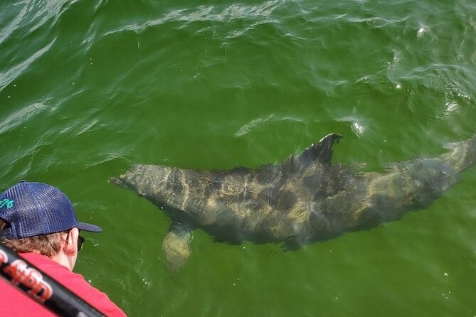 Dolphin Tour & Inshore Fishing Adventure (Flowing Water Charters) - Customer Feedback and Reviews