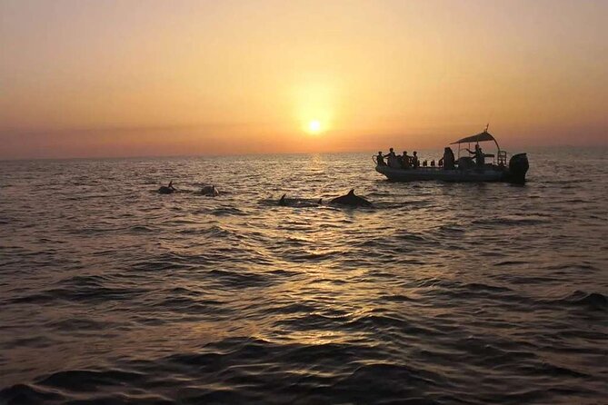 Dolphin Watching at Dawn in Alcúdia - Additional Information