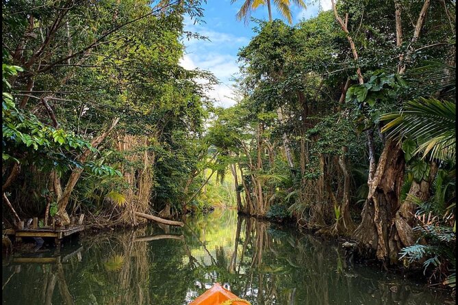 Dominica Indian River Discovery & Beach Stop. - Exploring the Indian River
