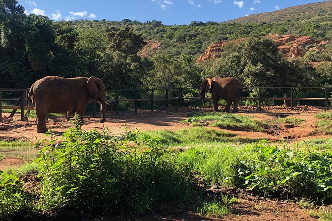 Elephant Sanctuary Tour From Johannesburg - Understanding African Elephants